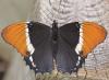 Siproeta epaphus